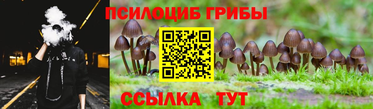 Псилоцибиновые грибы Psilocybe Ахтубинск